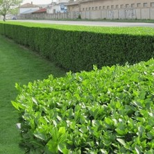 TNC Garden Groups Ligustrum - Kurt Bağrı Çit Bitkisi 20 Adet