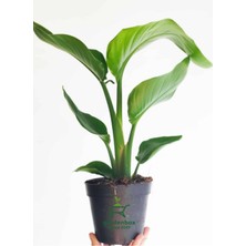 Garden Box Mini Boy Starliçe Cennet Çiçeği Starliçe Çiçeği 1 Adet Saksılı 15-30CM (Strelitzia)