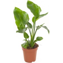 Garden Box Mini Boy Starliçe Cennet Çiçeği Starliçe Çiçeği 1 Adet Saksılı 15-30CM (Strelitzia)