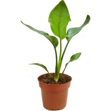 Garden Box Mini Boy Starliçe Cennet Çiçeği Starliçe Çiçeği 1 Adet Saksılı 15-30CM (Strelitzia)