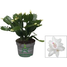 Garden Box Schlumbergera Truncata White Yılbaşı Çiçeği Beyaz Renk 10-15CM