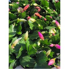 Garden Box Schlumbergera Truncata White Yılbaşı Çiçeği Beyaz Renk 10-15CM