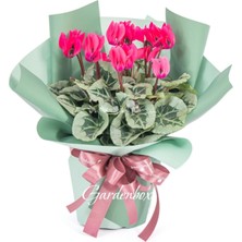 Garden Box Hediye Paketli Öğretmenler Günü Hediyesi Pembe Renk Sıklamen Çiçeği