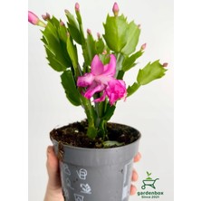 Garden Box Pembe Renk Yılbaşı Çiçeği Schlumbergera Truncata 1 Adet Saksılı 10-15CM