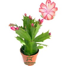 Garden Box Kırmızı Renk Yılbaşı Çiçeği Schlumbergera Truncata 1 Adet Saksılı