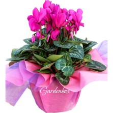 Garden Box Öğretmenler Günü Hediyesi Fuşya Renk Sıklamen Çiçeği 1 Adet Hediye Paketli