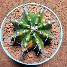 Yağmur Kaktüs Gymnocalycium 6,5 cm Özel Tür Kaktüs