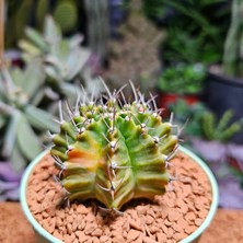 Yağmur Kaktüs Gymnocalycium 6,5 cm Özel Tür Kaktüs