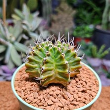 Yağmur Kaktüs Gymnocalycium 6,5 cm Özel Tür Kaktüs