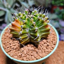 Yağmur Kaktüs Gymnocalycium 6,5 cm Özel Tür Kaktüs