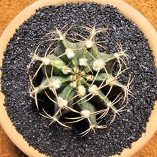 Yağmur Kaktüs Gymnocalycium 6 cm Özel Tür Kaktüs