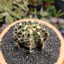 Yağmur Kaktüs Gymnocalycium 6 cm Özel Tür Kaktüs