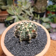 Yağmur Kaktüs Gymnocalycium 6 cm Özel Tür Kaktüs