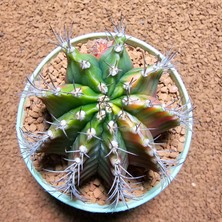 Yağmur Kaktüs Gymnocalycium 8 cm Çap 7 Boy Özel Tür Kaktüs