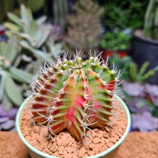 Yağmur Kaktüs Gymnocalycium 8 cm Çap 7 Boy Özel Tür Kaktüs