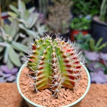 Yağmur Kaktüs Gymnocalycium 8 cm Çap 7 Boy Özel Tür Kaktüs