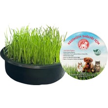 Sonrisa Pets Organik Kedi Çimi + Polo Plastik Golf Topu Şekilli Tüy Kuyruklu 4 cm