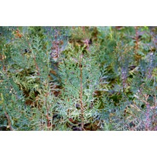 Yeşil Mazı Fidanı 10 Adet -  Çit Bitkisi ( Thuja Orientalis )