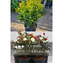 Çermik Fidancılık 2 Çeşit Karışık Süs Fidanı Taflan ve Gül