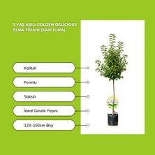 Fidan Sepetim 3 Yaş Aşılı Golden Delicious Elma Fidanı (Sarı Elma)