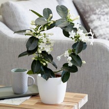 Madagaskar Yasemini – Stephanotis Floribunda