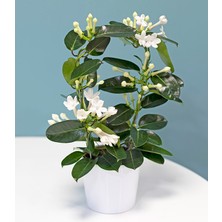 Madagaskar Yasemini – Stephanotis Floribunda