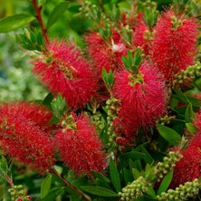 Fidan Sepetim Fırça Çalısı Fidanı - Callistemon Laevis