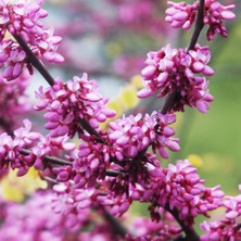 Fidan Sepetim 2 Yaş Erguvan Fidanı 'cercis Siliquastrum'