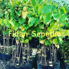 Fidan Sepetim 2 Yaş Erguvan Fidanı 'cercis Siliquastrum'