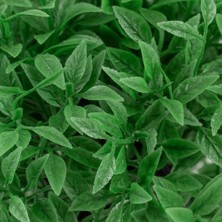 Çiçekmisin Mini Siyah Plastik Saksıda Yapay Fesleğen Ağacı