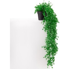 Çiçekmisin 3'lü Set Mini Siyah Plastik Saksıda Sarkan Şimşir