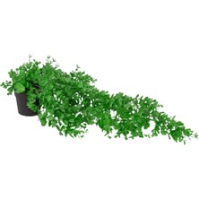 Çiçekmisin 3'lü Set Mini Siyah Plastik Saksıda Sarkan Şimşir