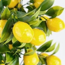 Çiçekmisin Porselen Saksıda Yapay Limon Ağacı