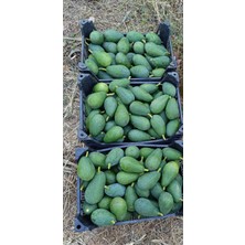 Has Organik Avokado Taze Hasat 1kg