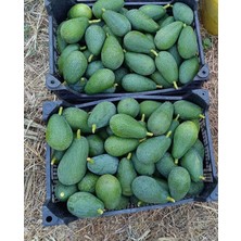 Has Organik Avokado Taze Hasat 1kg