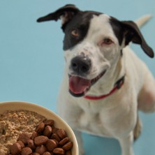 Kito Yetişkin Mini Irk Köpek Maması 2.5 kg + Dana Etli Kito Fresh x 6