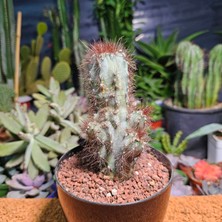 Yağmur Kaktüs Cereus Peruvianus Monstrosus 12,5 cm Boyutunda Kaktüs