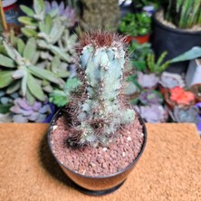 Yağmur Kaktüs Cereus Peruvianus Monstrosus 12,5 cm Boyutunda Kaktüs