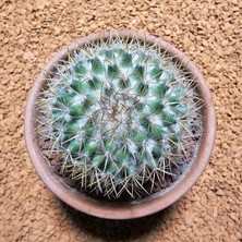 Yağmur Kaktüs Mammillaria 5,5 cm Boyutunda Kaktüs