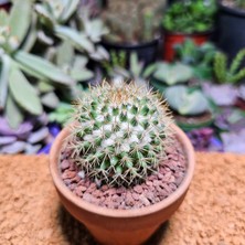 Yağmur Kaktüs Mammillaria 5,5 cm Boyutunda Kaktüs