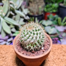 Yağmur Kaktüs Mammillaria 5,5 cm Boyutunda Kaktüs