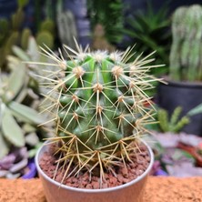 Yağmur Kaktüs Ferocactus 8,5 cm Boyutunda