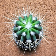 Yağmur Kaktüs Ferocactus 8,5 cm Boyutunda