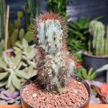 Yağmur Kaktüs Cereus Peruvianus Monstrosus 12,5 cm Boyutunda Kaktüs