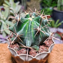 Yağmur Kaktüs Ferocactus Latispinus 10 cm Çapında Özel Tür