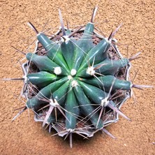 Yağmur Kaktüs Ferocactus Latispinus 10 cm Çapında Özel Tür