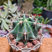 Yağmur Kaktüs Ferocactus Latispinus 10 cm Çapında Özel Tür