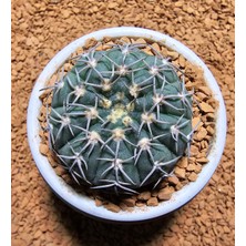 Yağmur Kaktüs Gymnocalycium Spegazzini 4,5 cm Boyutunda Özel Tür