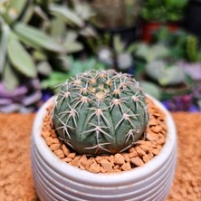 Yağmur Kaktüs Gymnocalycium Spegazzini 4,5 cm Boyutunda Özel Tür