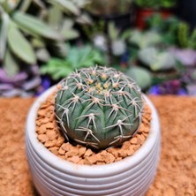 Yağmur Kaktüs Gymnocalycium Spegazzini 4,5 cm Boyutunda Özel Tür